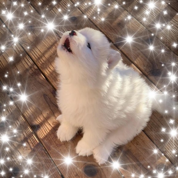 whitestarsammys
